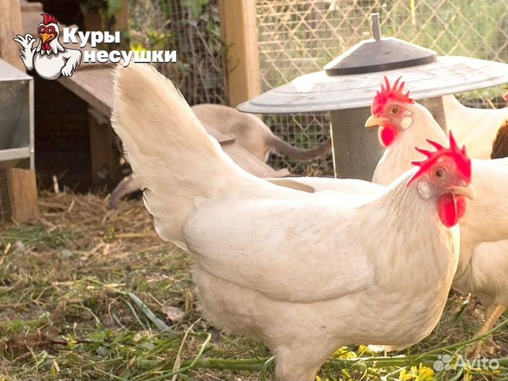 Куры несушки