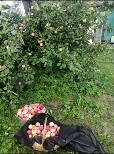 Дача 55 м² на участке 6,8 сот.