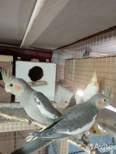 Попугай корелла