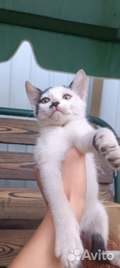 Котята в добрые руки бесплатно