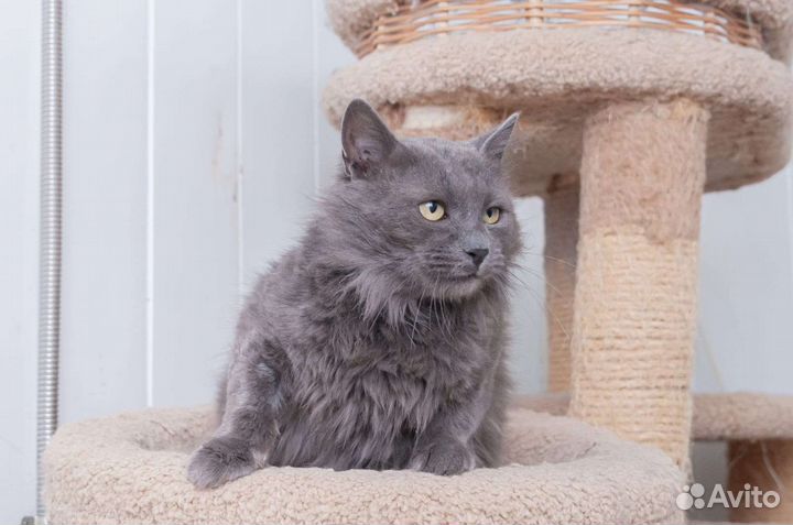 Котик нуждается в доме