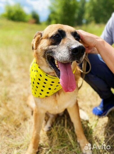 Большая добрая собака