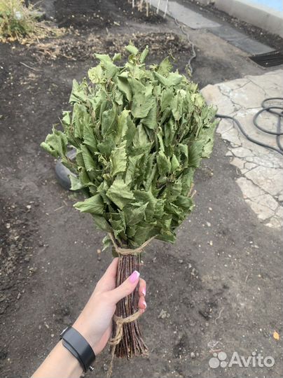 Березовые веники