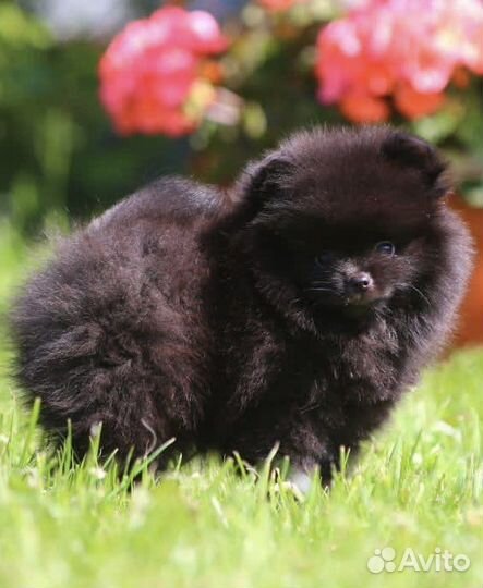 Померанский шпиц медвежьего типа