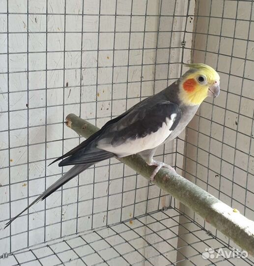 Попугай Корелла