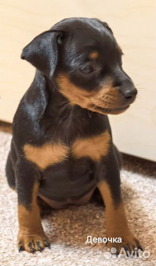 Щенки цвергпинчера