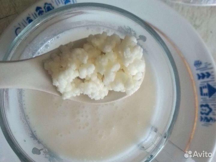 Тибетский молочный гриб