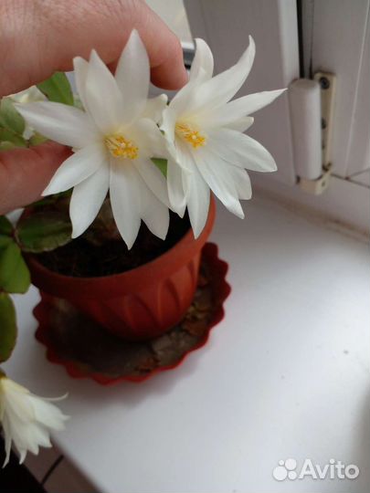 Декабрист шлюмбергера белый