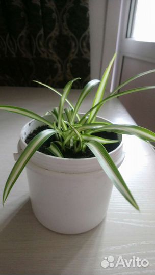 Хлорофитум хохлатый