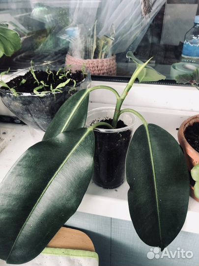 Фикус каучуковый