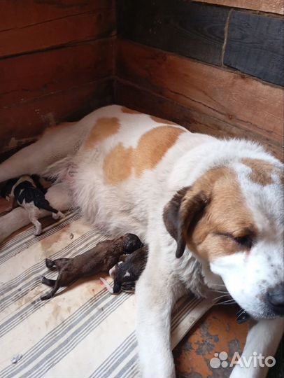 Московская сторожевая