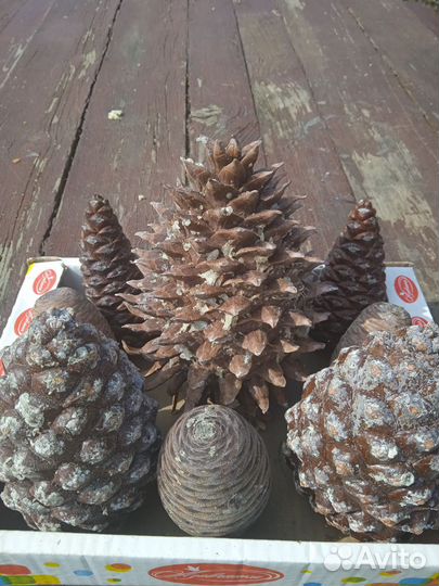Шишка сосны Мартинеса