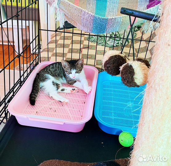 2 смышленных, ласковых котёнка мальчики 2,5 м