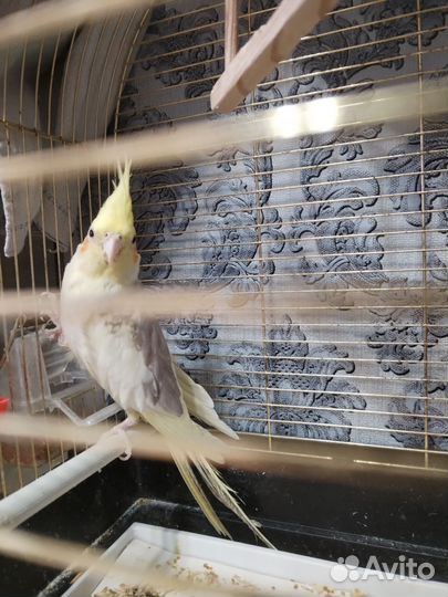 Попугай корелла с клеткой