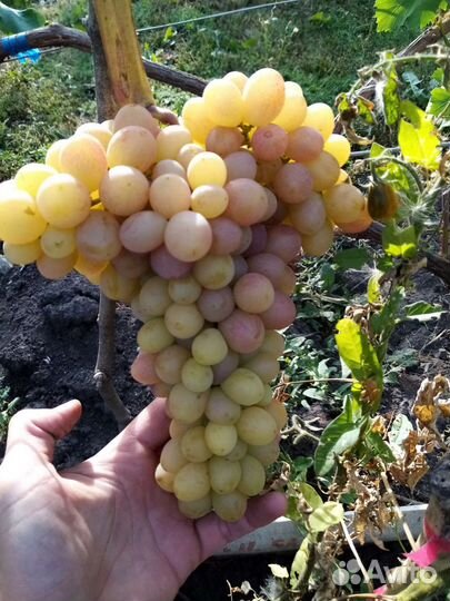 Саженцы, черенки винограда