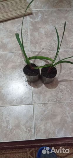 Гиппиаструм,Амариллис,Лилия детки