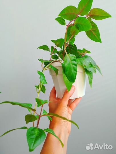 Фуксия сортовая юнусуаль