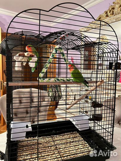 Попугаи неразлучники с клеткой