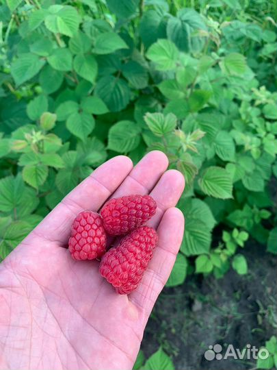 Саженцы Малины Пшехиба