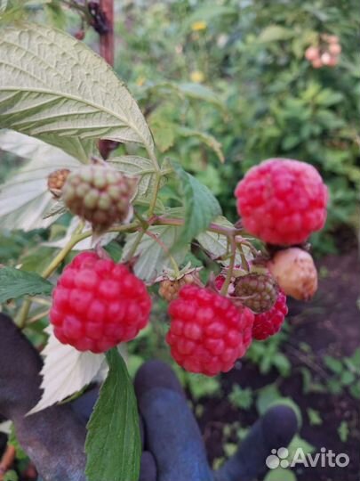 Ремонтантная малина