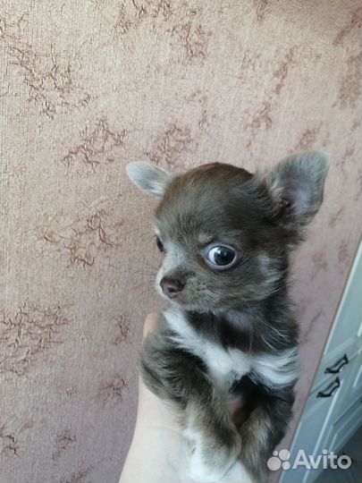 Чихуахуа мини