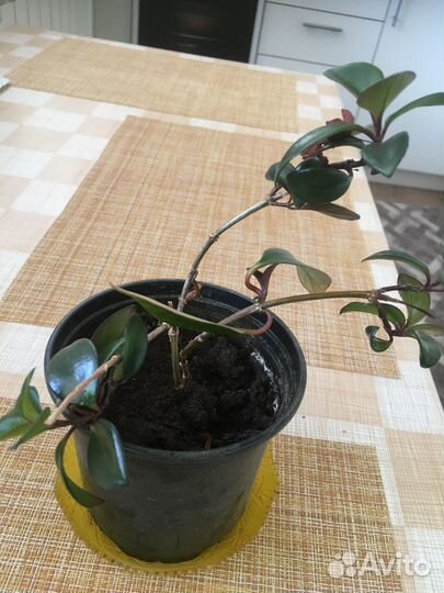 Комнатные растения цветы