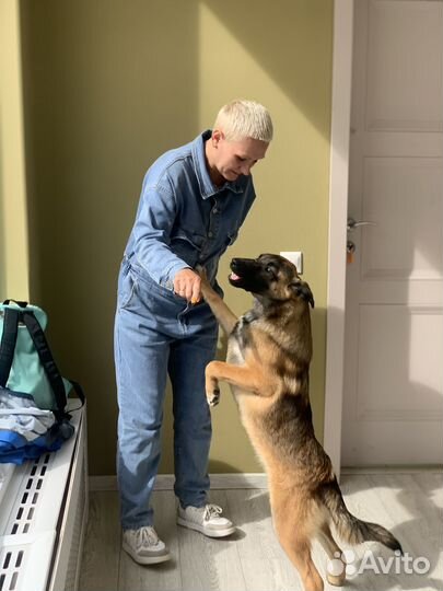 Щенок малинуа 7 месяцев (без документов)