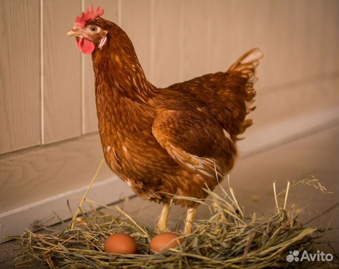 Куры несушки молодки только оптом от 50 шт