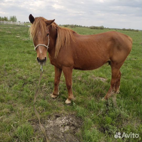 Лошадь кобыла