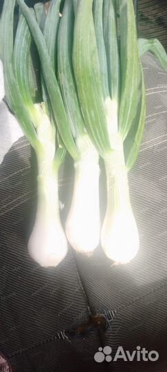 Картофель молодой