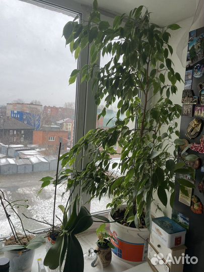 Фикус бенджамина большой