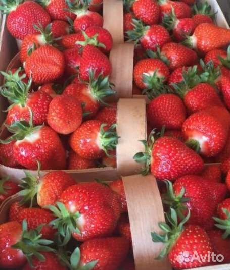 Клубника Ливан грунт темная крупная 35гр+