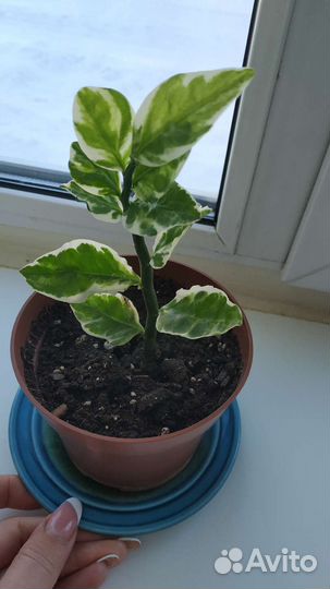 Педилантус