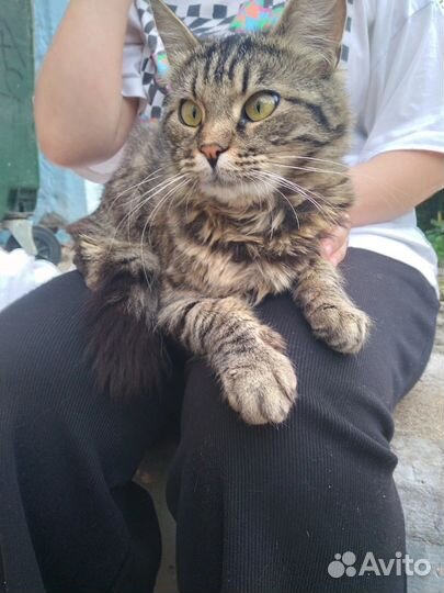 Кошка(ж.р) дворняга ищет нового хозяина