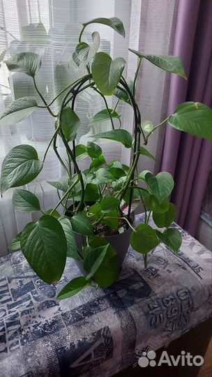 Сциндапсус