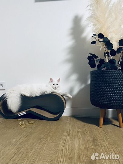 Отдам котенка (девочку) в добрые руки