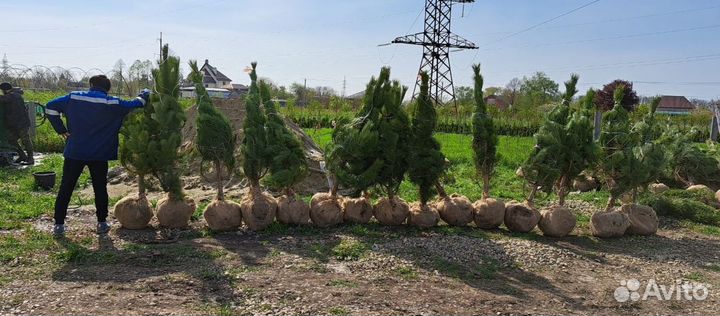 Сосна крымская и Чёрная саженцы, крупномеры