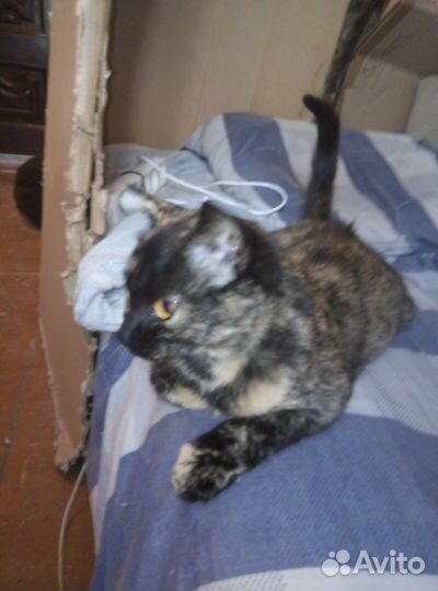 Кошка в дар бесплатно