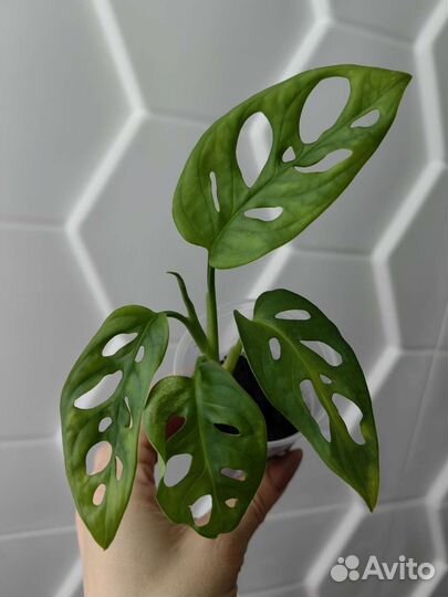 Монстера адансони