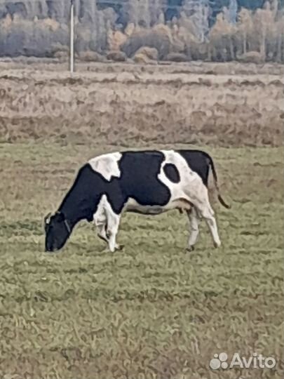 Коровы и телки стельные