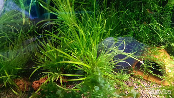 Меченосцы, гуппи