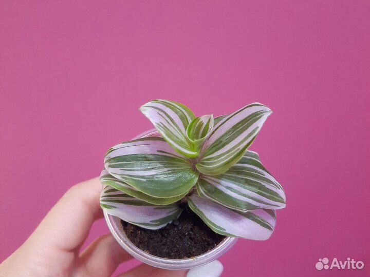 Традесканция Каллизия