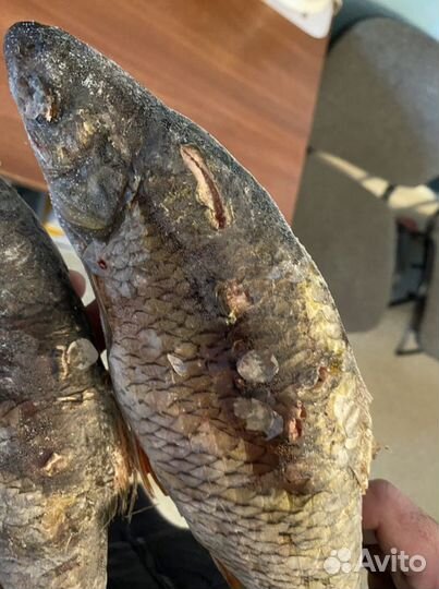 Рыба свежемороженая на корм животным