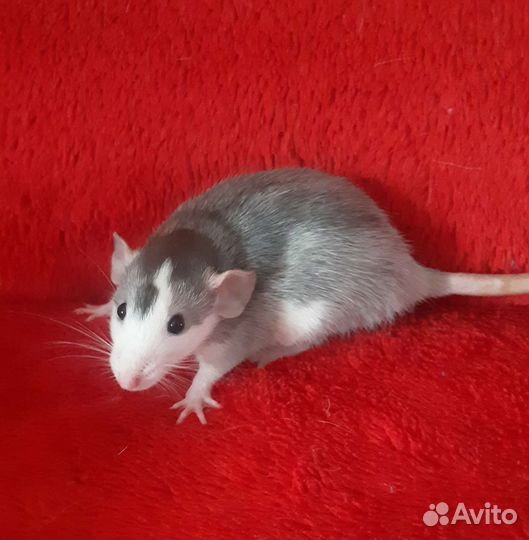 Крысята дамбо девочки