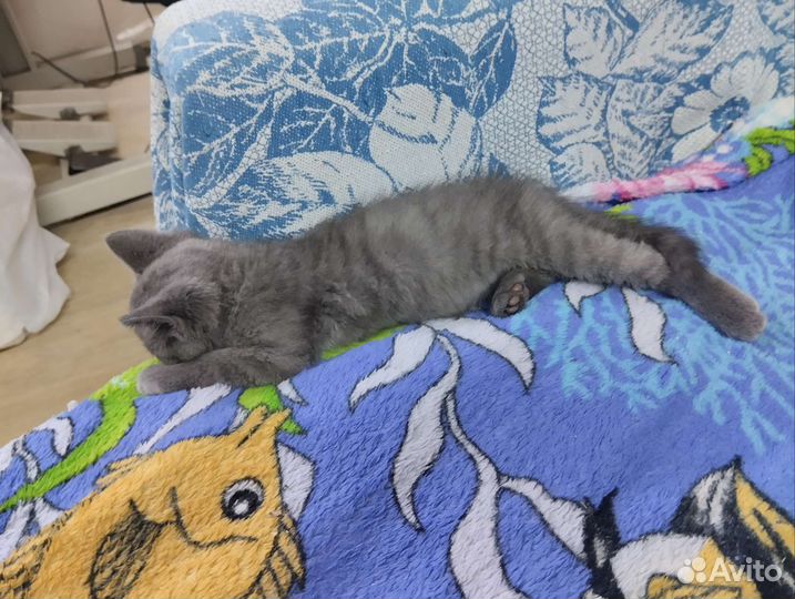 Котик бесплатно