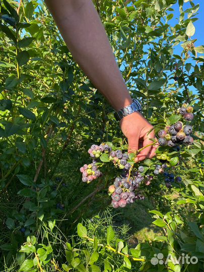 Голубика садовая саженцы