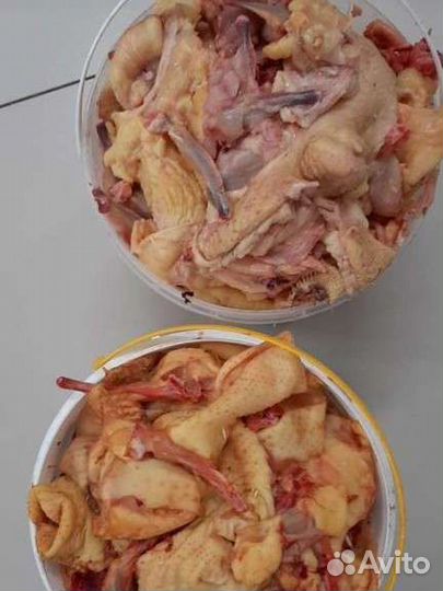 Корм для собак