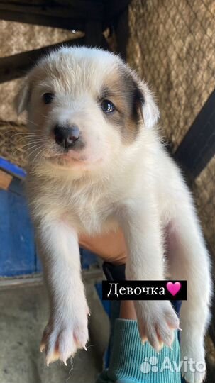 Щенки в добрые руки