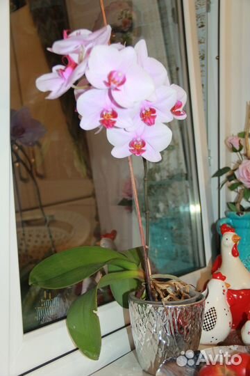 Комнатные растения цветы орхидея