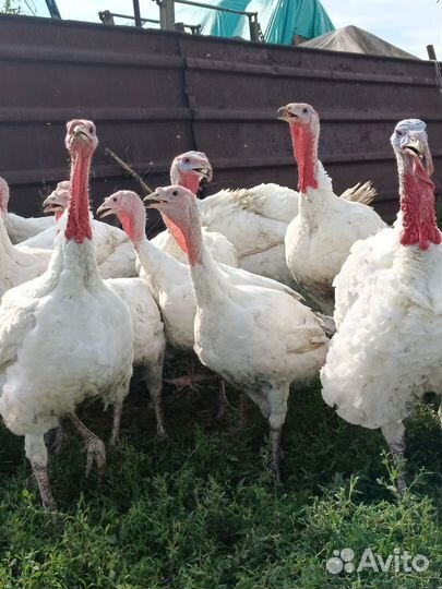 Мясо индюка